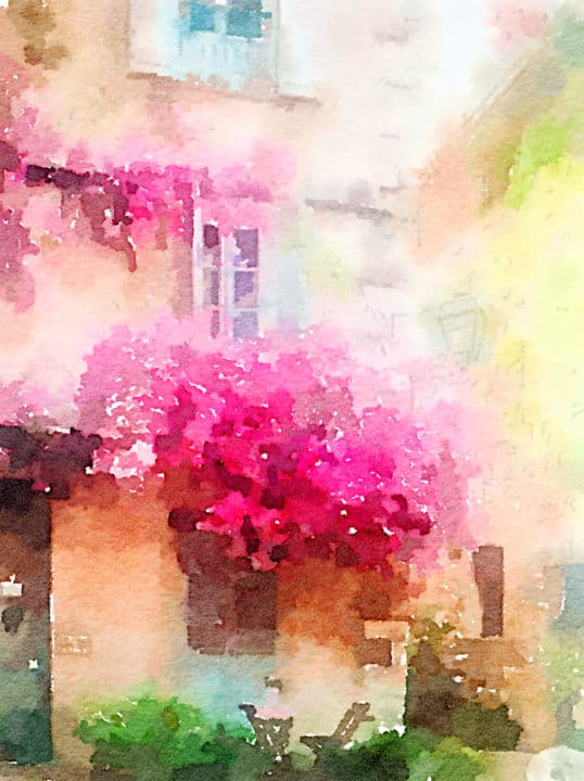 Bougainvillea in Antibes